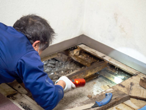 Best Home Mold Removal  in South Deerfield, MA