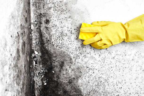 Water Damage Restoration in South Deerfield, MA