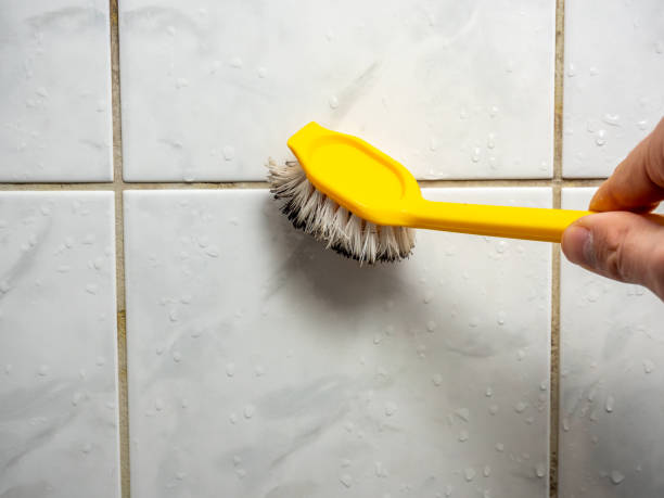 Best Home Mold Removal  in South Deerfield, MA