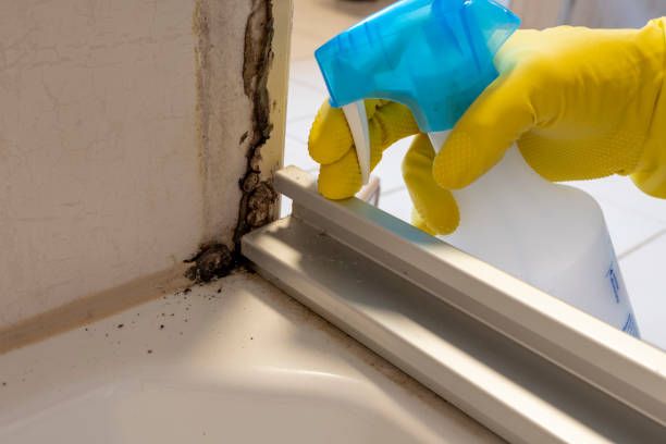 Best Local Mold Removal Service  in South Deerfield, MA