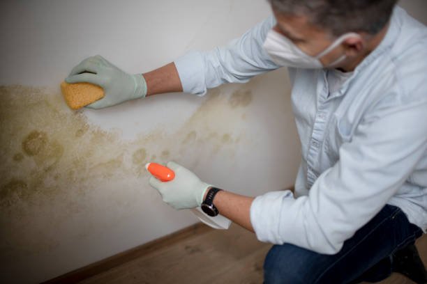 Best Emergency Mold Removal  in South Deerfield, MA