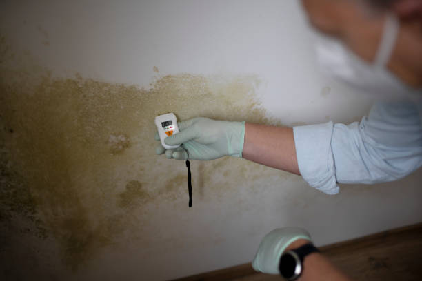 Best Professional Mold Removal  in South Deerfield, MA