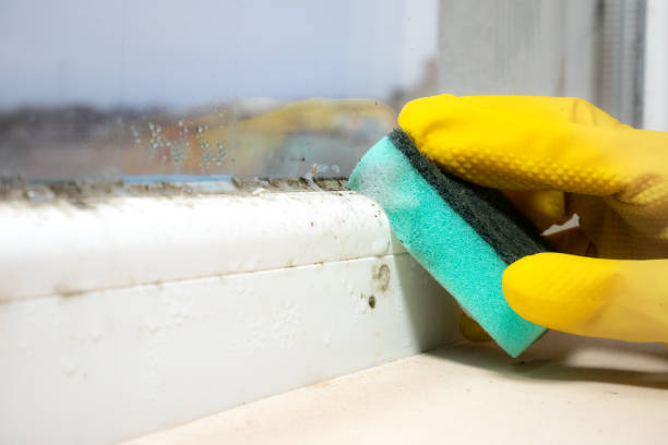 Best Attic Mold Removal  in South Deerfield, MA