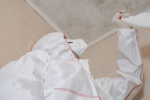 Best Black Mold Removal  in South Deerfield, MA