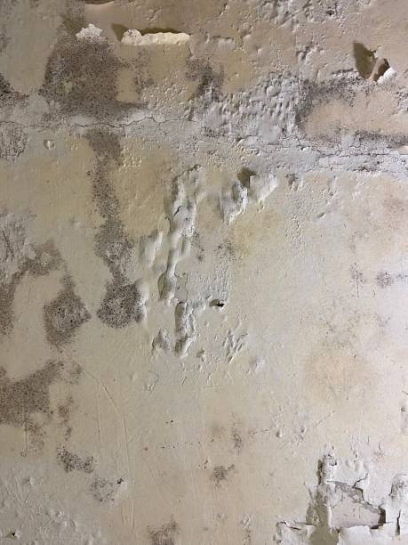 South Deerfield, MA Mold Removal Company
