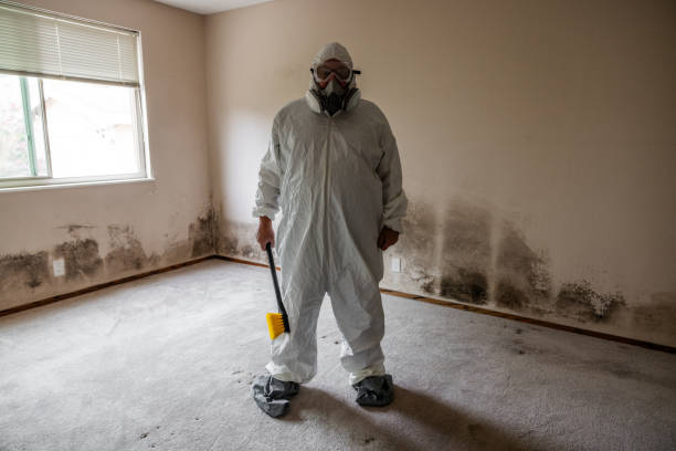Best Mold Remediation  in South Deerfield, MA
