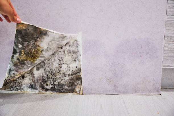 Home Mold Removal in South Deerfield, MA